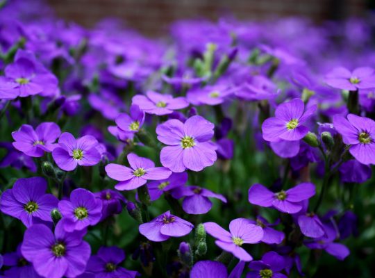 Un parterre de fleur (des violettes)