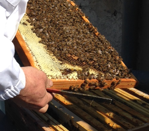 Un apiculteur avec portant une grille de ruche avec des abeilles