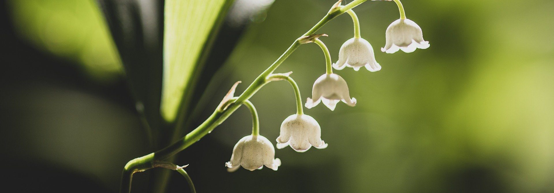 Un brin de muguet