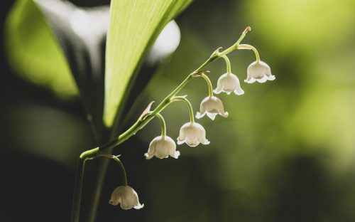 Un brin de muguet