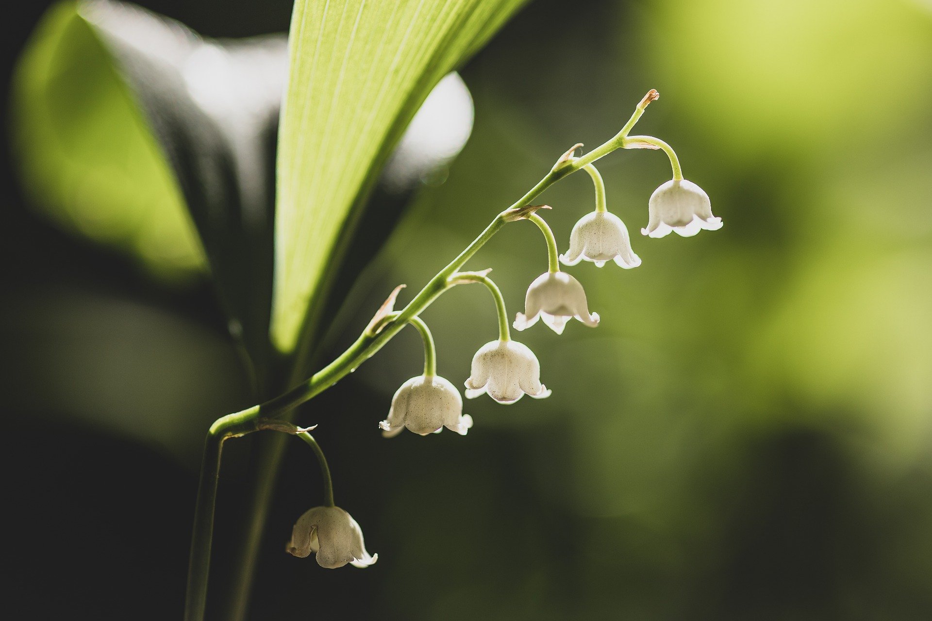 Un brin de muguet