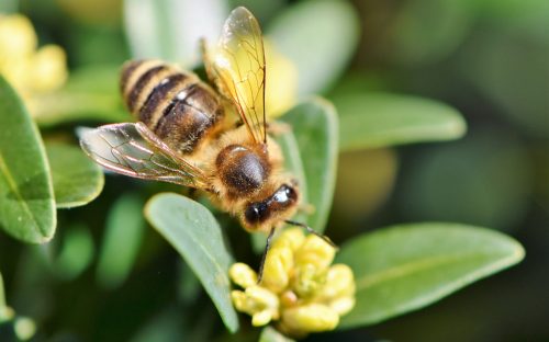 Une abeille butine sur une plante
