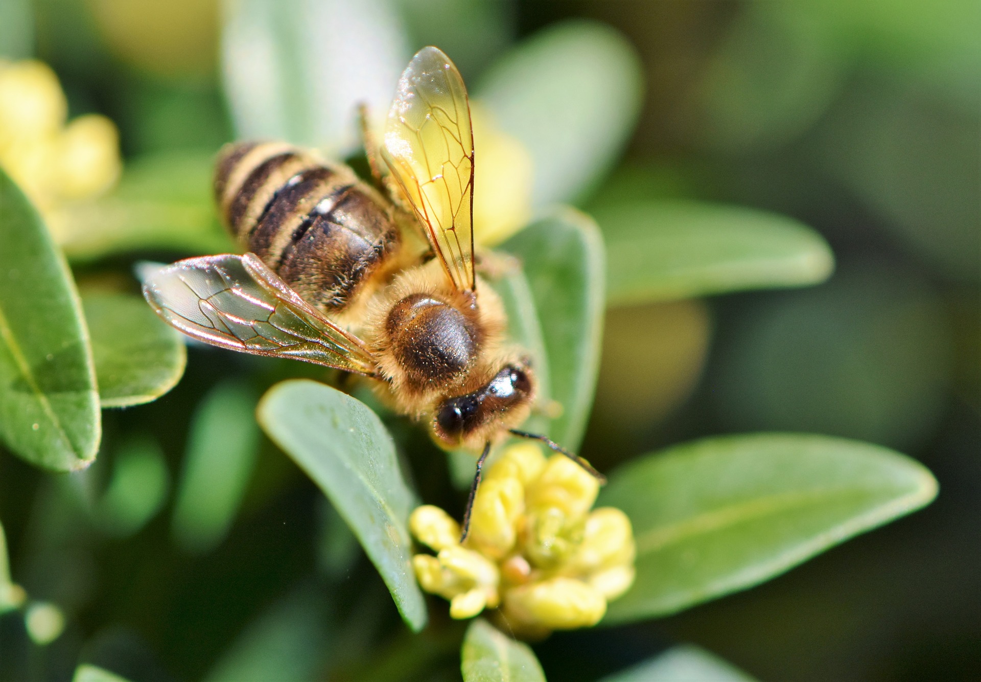 Une abeille butine sur une plante