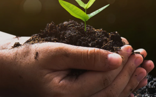 Bilan carbone Une personne tient dans ses mains une plante sortie de terre. Vue de profil.